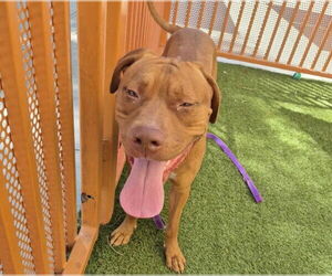 American Pit Bull Terrier-Unknown Mix Dogs for adoption in Las Vegas, NV, USA