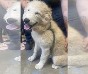 Great Pyrenees-Huskies  Mix Dogs for adoption in Sparta, TN, USA