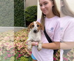 Small Photo #3 Red Heeler-Unknown Mix Puppy For Sale in The Woodlands, TX, USA