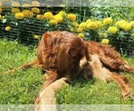 Small Photo #2 Golden Irish Puppy For Sale in JONES, MI, USA