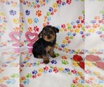Puppy Sweetie Yorkshire Terrier