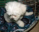 Small Photo #14 Maltese Puppy For Sale in PATERSON, NJ, USA