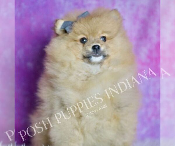 Medium Photo #37 Pomeranian Puppy For Sale in WARSAW, IN, USA
