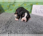 Puppy Penelope Bernese Mountain Dog