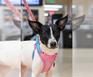Rat Terrier-Unknown Mix Dogs for adoption in Mundelein, IL, USA