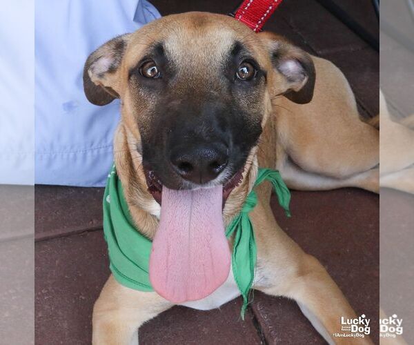 Medium Photo #8 Labrador Retriever-Unknown Mix Puppy For Sale in Washington, DC, USA