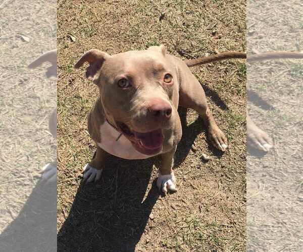 Medium Photo #3 American Pit Bull Terrier-Unknown Mix Puppy For Sale in Shillington, PA, USA