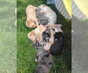 Shepadoodle Puppy for sale in PARKTON, MD, USA