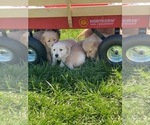 Small Photo #8 Golden Retriever Puppy For Sale in JOPLIN, MO, USA