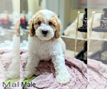 Small #4 Cockalier-Poodle (Toy) Mix
