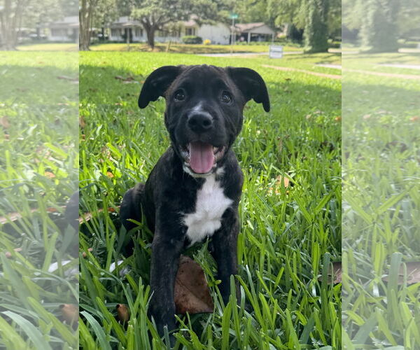 Medium Photo #4 American Pit Bull Terrier-Unknown Mix Puppy For Sale in Mobile, AL, USA