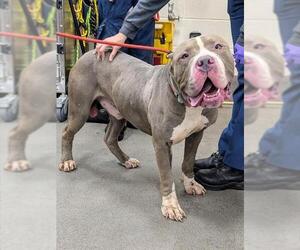 American Bulldog-Unknown Mix Dogs for adoption in Forestville, MD, USA