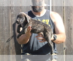 Small #4 Presa Canario