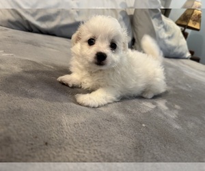 Maltipom Puppy for sale in CONWAY, SC, USA