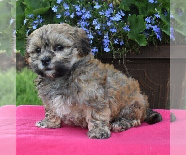 Medium Photo #3 Mal-Shi Puppy For Sale in NARVON, PA, USA