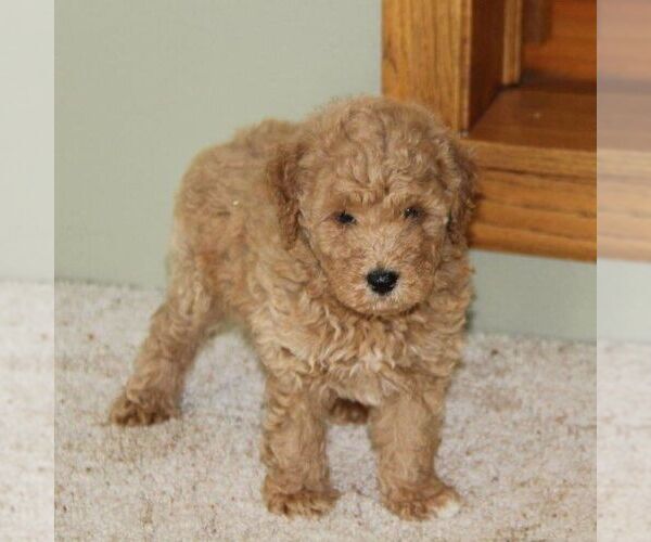 Medium Photo #4 Goldendoodle-Poodle (Miniature) Mix Puppy For Sale in STANLEY, WI, USA