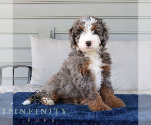 Medium Photo #1 Bernedoodle (Miniature) Puppy For Sale in NARVON, PA, USA