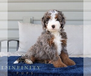 Bernedoodle (Miniature) Puppy for sale in NARVON, PA, USA