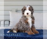 Small Bernedoodle (Miniature)