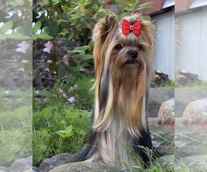 Yorkshire Terrier Puppy for sale in ROANOKE, VA, USA