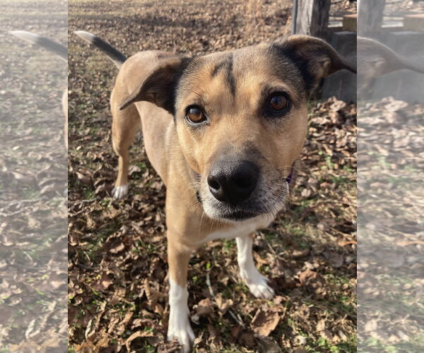 Medium Photo #3 Beagle-Unknown Mix Puppy For Sale in Pottstown, PA, USA