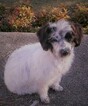 Small #8 Jack Russell Terrier-Poodle (Standard) Mix