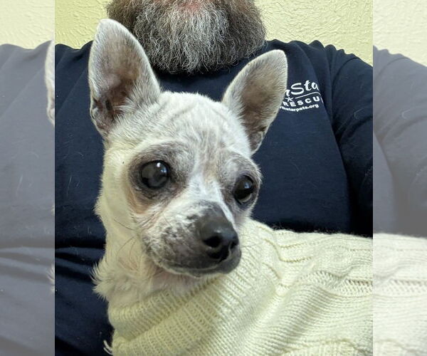 Medium Photo #2 Chihuahua Puppy For Sale in Boonton, NJ, USA