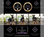 Small Photo #28 Doberman Pinscher Puppy For Sale in WARSAW, IN, USA