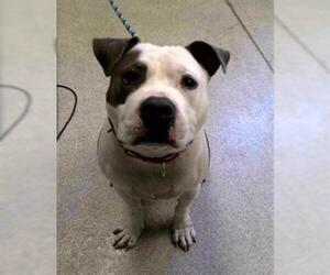 American Bulldog-Unknown Mix Dogs for adoption in Tallahassee, FL, USA