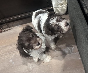 Schnauzer (Miniature) Puppy for sale in TAMPA, FL, USA