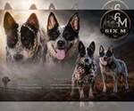 Small Photo #1 Australian Cattle Dog Puppy For Sale in STATE ROAD, NC, USA