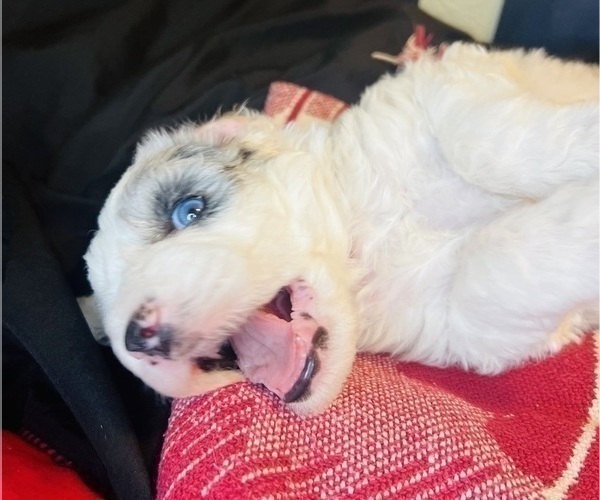 Medium Photo #12 Sheepadoodle Puppy For Sale in HUNTINGTON BEACH, CA, USA