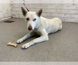 Siberian Husky-Unknown Mix Dogs for adoption in San Bernardino, CA, USA