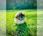 Small #3 Pekingese