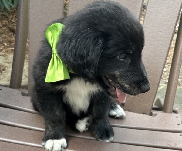 Medium Photo #25 Gollie Puppy For Sale in SANTA ROSA BEACH, FL, USA
