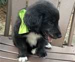 Small Photo #25 Gollie Puppy For Sale in SANTA ROSA BEACH, FL, USA