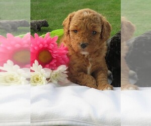 Miniature Bernedoodle Puppy for sale in HANCOCK, MN, USA