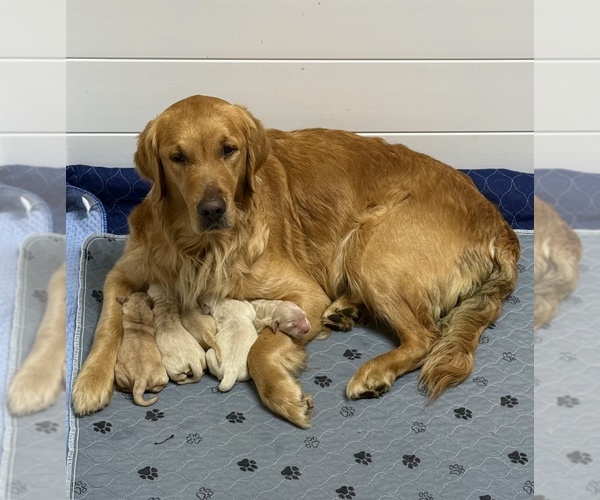 Medium Photo #1 Golden Retriever Puppy For Sale in LA PLATA, MD, USA