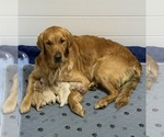 Small Photo #1 Golden Retriever Puppy For Sale in LA PLATA, MD, USA
