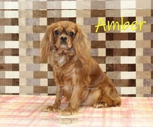 Mother of the Cavapoo (Miniature) puppies born on 06/06/2026