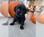 Small #6 Labrador Retriever