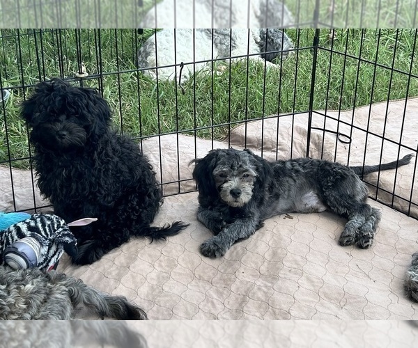 Medium Photo #12 ShihPoo Puppy For Sale in GLOUCESTER, VA, USA