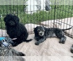 Small Photo #12 ShihPoo Puppy For Sale in GLOUCESTER, VA, USA