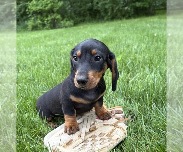 Medium Photo #3 Dachshund Puppy For Sale in MIDDLEBURY, IN, USA