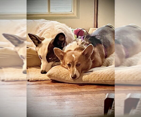 Medium Photo #4 Mutt Puppy For Sale in St. Louis Park, MN, USA