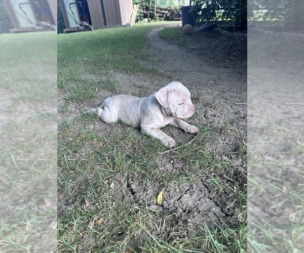 Medium Photo #7 American Bully Puppy For Sale in BOLINGBROOK, IL, USA