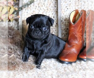 Pug Puppy for sale in FREDERICKSBRG, PA, USA