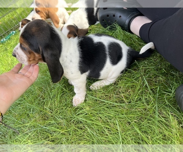 Medium Photo #3 Basset Hound Puppy For Sale in TOLLAND, CT, USA