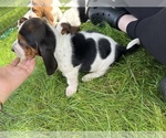 Small Photo #3 Basset Hound Puppy For Sale in TOLLAND, CT, USA