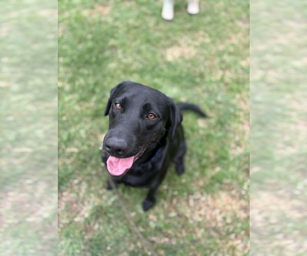 Medium Photo #3 Mutt Puppy For Sale in Visalia, CA, USA
